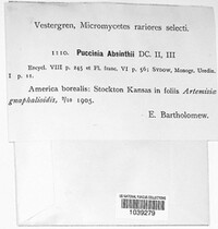 Puccinia absinthii image